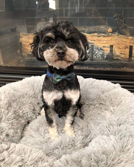 Panier Susan Lanci Powder Puff Gris