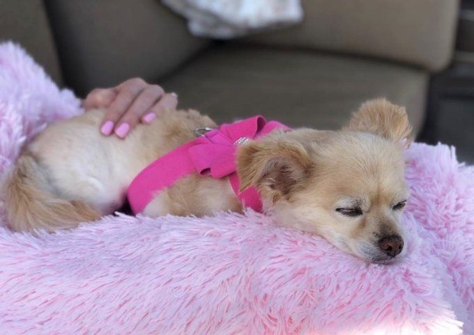 Panier Susan Lanci Powder Puff